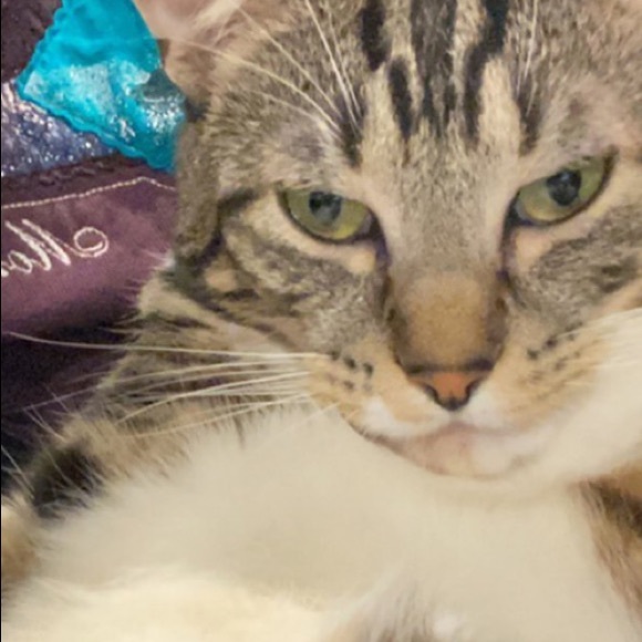 Meet your Posher, Manderly - Picture 1 of 1